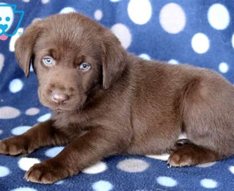 Learn more about our approach to placing dogs in homes where little ones are. Labrador Retriever - Chocolate Puppies For Sale | Puppy ...