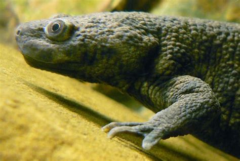 10 Neat Facts About Newts Mental Floss