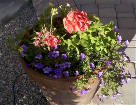 Blooms yellow flowers in spring and fall. Potted Plants - Arizona Living Landscape & Design