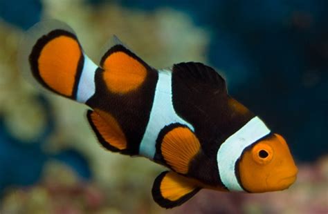 Advertising agency in wuppertal, germany. 10 Facts about Clownfish | Fact File