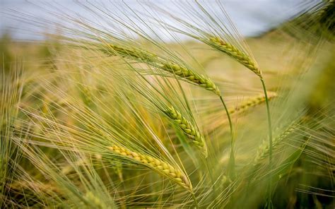 Green Spikelets Barley Field Crop Field Ears Hd Wallpaper Peakpx