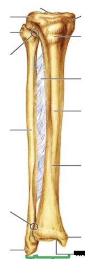 Right Tibia And Fibula Anterior Diagram Quizlet