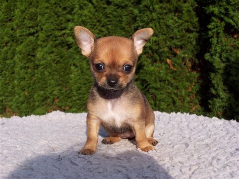 Chihuahua Lessentiel à Savoir Sur Ce Tout Petit Chien