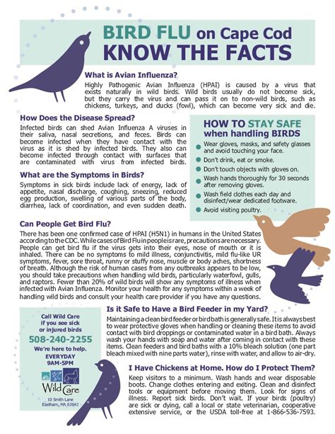 Get The Facts About Bird Flu On Cape Cod Wild Care