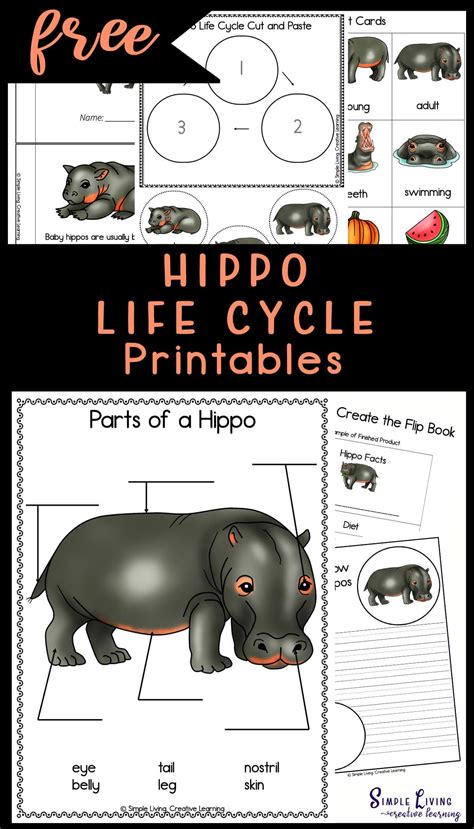 Hippo Life Cycle Printables Graphing Activities Letter Activities