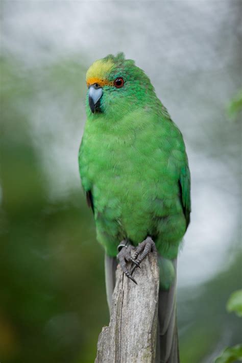 Orange Fronted Parakeet New Zealand At Duckduckgo In 2020 Parakeet