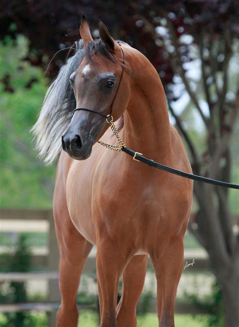 Arabian Gorgeous Buckskin Pinto World Champ Rachel Cresswell