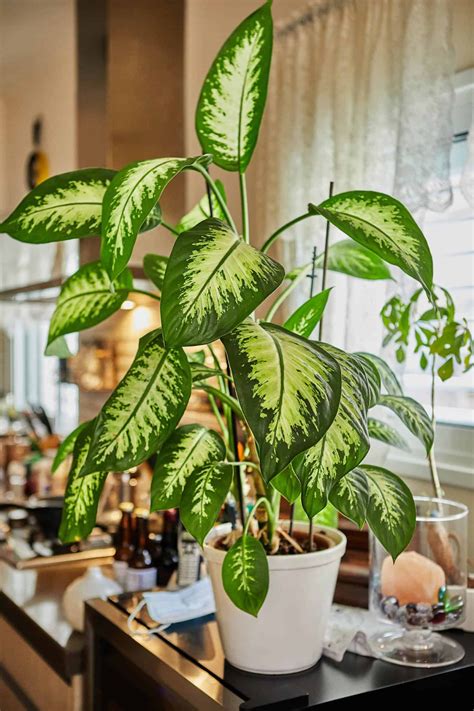 12 Lush Indoor Plants To Freshen Up And Decorate Your Home Cubicoon