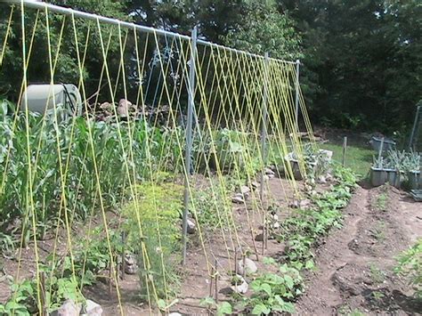 Dry edible beans, or field beans, come in a wide variety of market classes, including kidney bean no garden is complete without bush beans. Finished Setup of Bean Trellis - Eric's Organic Gardening Blog