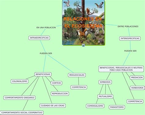 Funcionamiento De Un Ecosistema Ecosistemas Mapa Conceptual Sinoptico