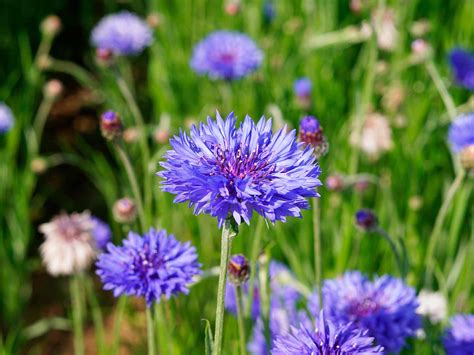 10 Amazing Benefits Of Cornflowers You Didnt Know About Tips And Solution