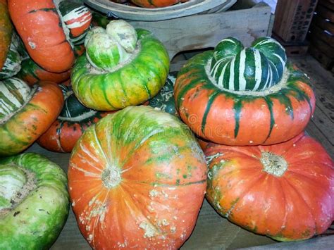 Colorful Odd Shaped Pumpkins Stock Photo Image Of Round Colorful
