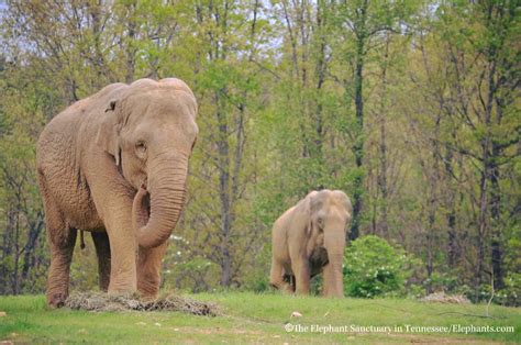 Elephant Sanctuary Reviews And Ratings Hohenwald Tn Donate