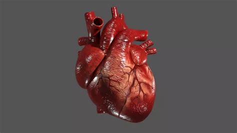 7 Best Of Anatomical Heart 3d Model Nim Mockup