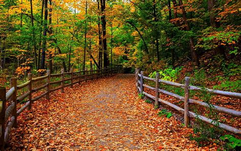 Hd Wallpaper United States Comstock Park Forest Leaves Autumn