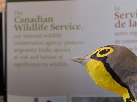 Birdlife World Congress Opens In Ottawa Society For The Protection Of
