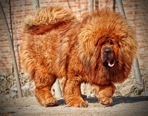 Тибетский мастиф самая дорогая собака в мире и сколько стоит