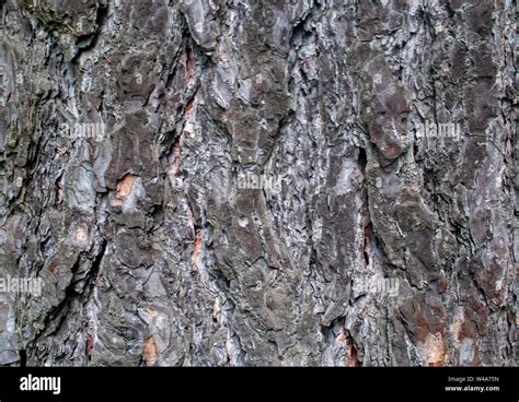 Pine Tree Bark Solid Background Stock Photo Alamy