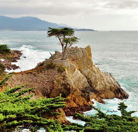 17 Mile Drive Famous Lone Cypress By Floyd Snyder Of Fas Gallery
