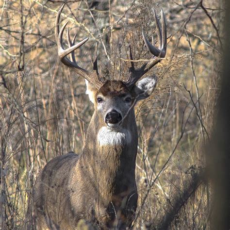 Evidence Found Of White Tailed Deer Population Decline Wyoming Public