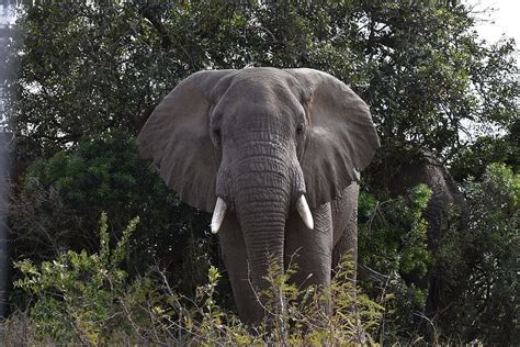 Hd Wallpaper Gray Elephant In Forest South Africa Wild Animals