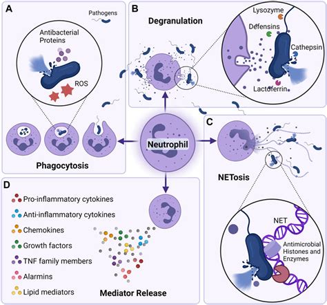 Frontiers Neutrophil Migratory Patterns Implications For