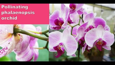 How To Pollinate Phalaenopsis Orchid Youtube