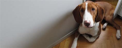 Posavaz Hound Dog Breed Facts And Information Wag Dog Walking
