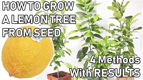 How To Grow A Lemon Tree From A Seed 0 6 Months Updates Lemon