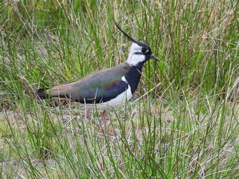 Grassland birds - Nature Observation