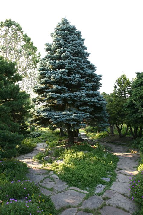 The Best Soil For Colorado Blue Spruce Trees Ehow