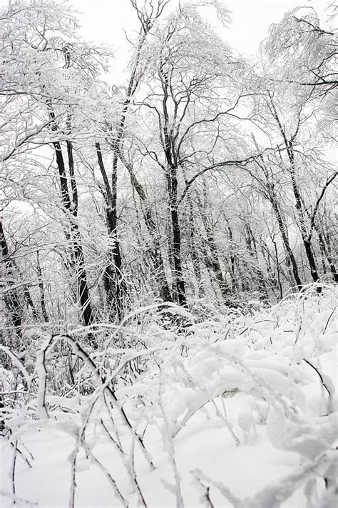 무료 이미지 나무 숲 분기 감기 검정색과 흰색 서리 얼음 날씨 얼다 겨울 왕국 단색화 시즌 스케치