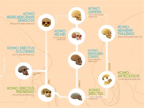 Human Evolution A Timeline Of Early Hominids Infographic Earth How