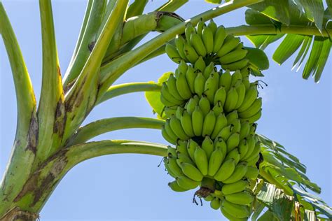Bananas Grow On Trees All The Facts