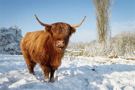 Highland Cow In Snow Photograph By Simon Wrigglesworth Fine Art America