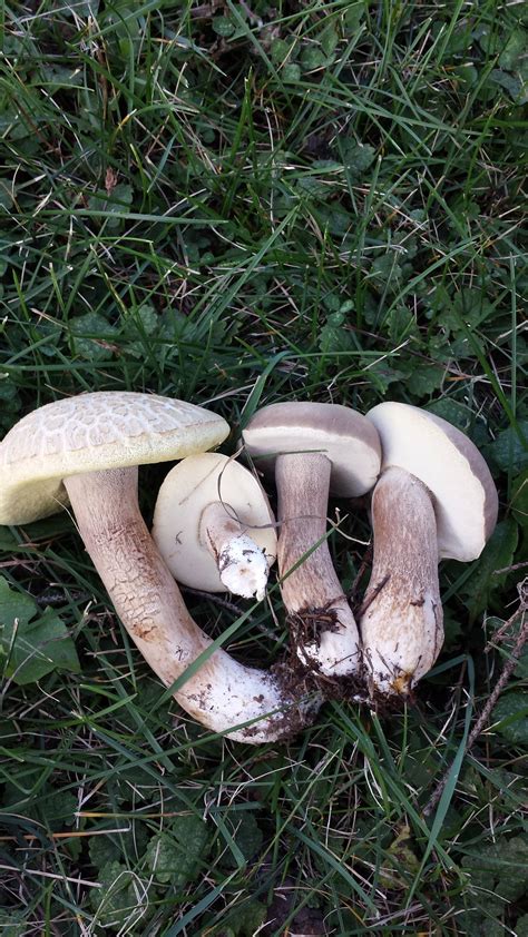 Boletes Id Mushroom Hunting And Identification Shroomery Message Board