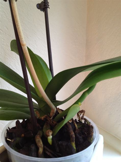 In this article, we'll teach you several common techniques so you can clone your orchids with ease. Orchid Stem Brown? Here's What to Do... | OrchidsMadeEasy.com