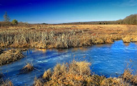 Free Images Landscape Tree Forest Marsh Swamp Wilderness