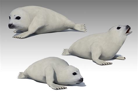 Seal Cub 角色 Unity Asset Store