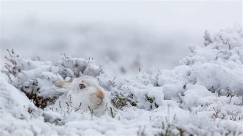 Wallpaper Rabbits Animals Mammals Nature Snow Winter 1920x1080