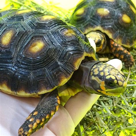 I will show in this video how to prepare cactus to feed to bearded dragons the proper way. Red Foot Tortoise Yellow Face - 4 inch