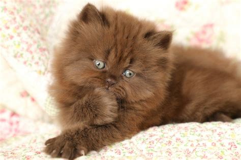 Are you looking for a free kittens near you? 9 Cute Doll Face Kittens For Sale Near Me Image in 2020 ...