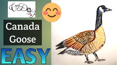 How To Draw A Canada Goose Step By Step For Beginners Easy Canada