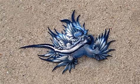 Video Sea Creatures Resembling Dragons Wash Up On Cape Town Beach