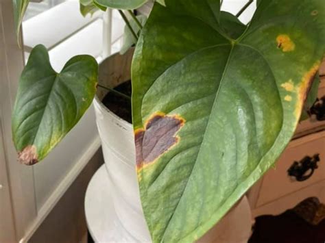 Why Anthurium Leaves Turn Brown And How To Fix Them Yardowner