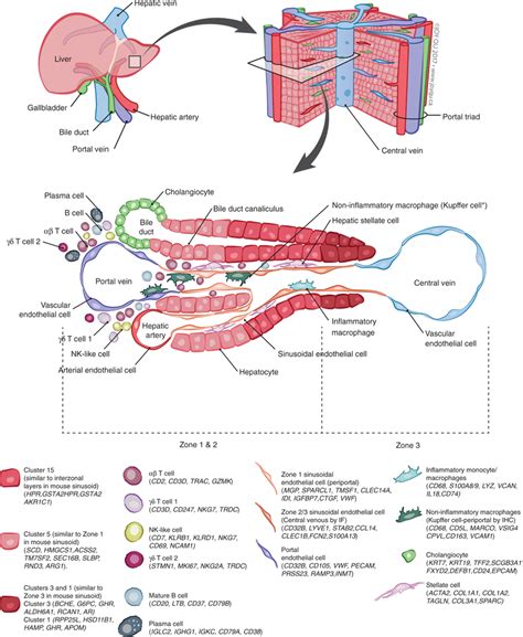 Download scientific diagram | schematic diagram of the normal liver. map of the human liver. The main "building block" of the liver is the... | Download Scientific ...