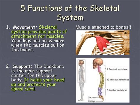 What Are The 5 Main Functions Of The Skeletal System Slide Share