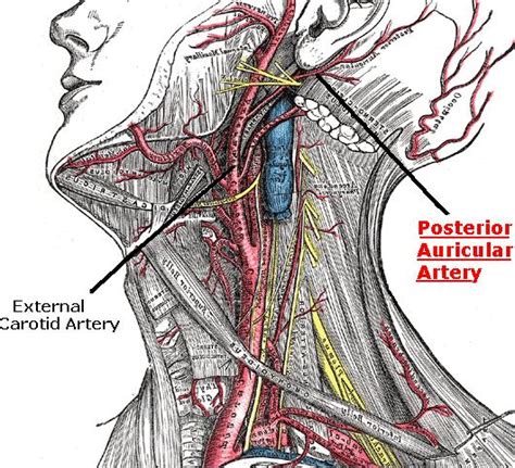 Science Natural Phenomena And Medicine Posterior Auricular Artery