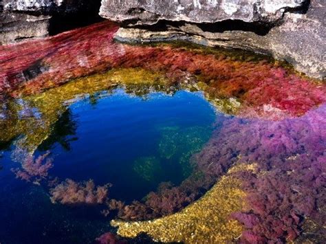 This Is The Most Beautiful River In The World Caño Cristales Known As