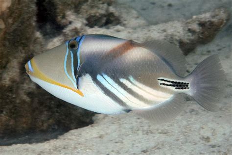 White Banded Triggerfish Tetiaroa Society